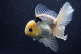 Thai Oranda  Panda 5 Inch (ID#1022To6c-116)