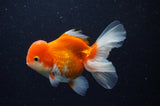 Juvenile Thai Oranda  Red White 4 Inch (ID#311T13b-63) Free2Day SHIPPING