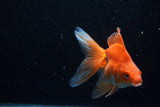 Ryukin Long Tail Red White 5 Inch (ID#1210Ry7b-15) Free2Day SHIPPING