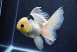 Thai Oranda  Panda 5 Inch (ID#1022To6b-116)