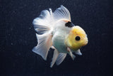 Thai Oranda  Panda 5 Inch (ID#1022To6b-116)