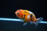 Ranchu  Calico 3.5 Inch (ID#1115R5c-110) Free2Day SHIPPING