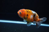 Ranchu  Calico 3.5 Inch (ID#1115R5c-110) Free2Day SHIPPING