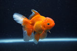 Juvenile Thai Oranda  Red White 3.5 Inch (ID#311T13b-64) Free2Day SHIPPING