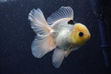 Thai Oranda  Panda 5 Inch (ID#1022To6c-116)