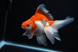 Ryukin Long Tail Red White 5 Inch (ID#1210Ry7b-16) Free2Day SHIPPING