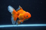 Juvenile Thai Oranda  Red White 3.5 Inch (ID#311T13b-64) Free2Day SHIPPING