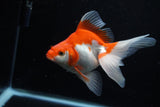 Ryukin Long Tail Red White 5 Inch (ID#1210Ry7b-16) Free2Day SHIPPING