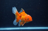 Juvenile Thai Oranda  Red White 3.5 Inch (ID#311T13b-64) Free2Day SHIPPING