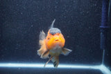 Thai Oranda  Red Black 5 Inch (ID#1022To6c-117)