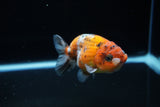 Ranchu  Calico 3.5 Inch (ID#1115R5c-110) Free2Day SHIPPING