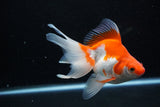 Ryukin Long Tail Red White 5 Inch (ID#1210Ry7b-16) Free2Day SHIPPING