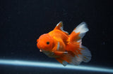 Juvenile Thai Oranda  Red White 3.5 Inch (ID#311T13b-64) Free2Day SHIPPING