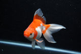 Ryukin Long Tail Red White 5 Inch (ID#1210Ry7b-16) Free2Day SHIPPING