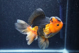 Thai Oranda  Red Black 5 Inch (ID#1022To6c-117)