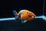 Ranchu  Calico 3.5 Inch (ID#1115R5c-110) Free2Day SHIPPING