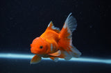 Juvenile Thai Oranda  Red White 3.5 Inch (ID#311T13b-64) Free2Day SHIPPING
