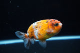 Ranchu  Calico 3.5 Inch (ID#1115R5c-110) Free2Day SHIPPING