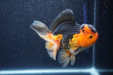 Thai Oranda  Red Black 5 Inch (ID#1022To6c-117)