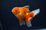 Juvenile Thai Oranda  Red White 3.5 Inch (ID#311T13b-64) Free2Day SHIPPING