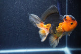 Thai Oranda  Red Black 5 Inch (ID#1022To6b-117)