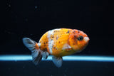 Ranchu  Calico 3.5 Inch (ID#1115R5c-110) Free2Day SHIPPING