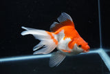 Ryukin Long Tail Red White 5 Inch (ID#1210Ry7b-16) Free2Day SHIPPING