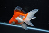 Ryukin Long Tail Red White 5 Inch (ID#1210Ry7b-16) Free2Day SHIPPING