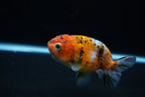 Ranchu  Calico 3.5 Inch (ID#1115R5c-110) Free2Day SHIPPING