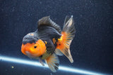 Thai Oranda  Red Black 5 Inch (ID#1022To6b-117)