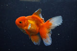 Juvenile Thai Oranda  Red White 3.5 Inch (ID#311T13b-64) Free2Day SHIPPING