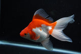 Ryukin Long Tail Red White 5 Inch (ID#1210Ry7b-16) Free2Day SHIPPING