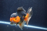 Thai Oranda  Red Black 5 Inch (ID#1022To6b-117)