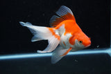 Ryukin Long Tail Red White 5 Inch (ID#1210Ry7b-16) Free2Day SHIPPING