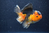 Thai Oranda  Red Black 5 Inch (ID#1022To6b-117)