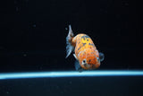 Ranchu  Calico 3.5 Inch (ID#1115R5c-111) Free2Day SHIPPING