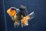 Thai Oranda  Red Black 5 Inch (ID#1022To6b-117)