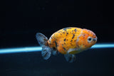 Ranchu  Calico 3.5 Inch (ID#1115R5c-111) Free2Day SHIPPING