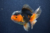 Thai Oranda  Red Black 5 Inch (ID#1022To6b-117)