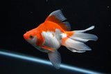 Ryukin Long Tail Red White 5 Inch (ID#1210Ry7b-16) Free2Day SHIPPING