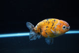 Ranchu  Calico 3.5 Inch (ID#1115R5c-111) Free2Day SHIPPING