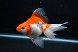 Ryukin Long Tail Red White 5 Inch (ID#1210Ry7b-16) Free2Day SHIPPING