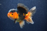 Thai Oranda  Red Black 5 Inch (ID#1022To6c-117)