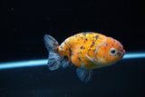 Ranchu  Calico 3.5 Inch (ID#1115R5c-111) Free2Day SHIPPING