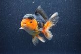 Thai Oranda  Red Black 5 Inch (ID#1022To6b-117)