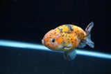 Ranchu  Calico 3.5 Inch (ID#1115R5c-111) Free2Day SHIPPING