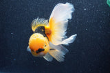 Thai Oranda  Red Black 5.5 Inch (ID#1022To6c-118)