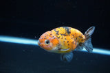 Ranchu  Calico 3.5 Inch (ID#1115R5c-111) Free2Day SHIPPING