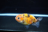 Ranchu  Calico 3.5 Inch (ID#1115R5c-111) Free2Day SHIPPING