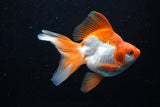 Ryukin Long Tail Red White 4.5 Inch (ID#1210Ry7b-17) Free2Day SHIPPING